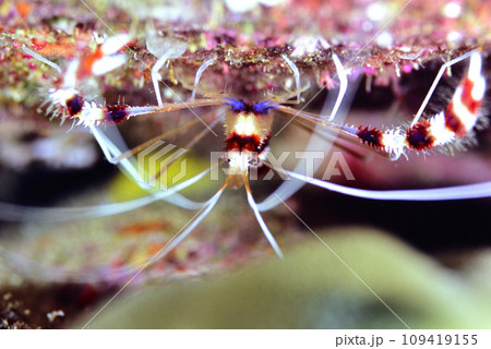 オトヒメエビの正面の顔 109419155