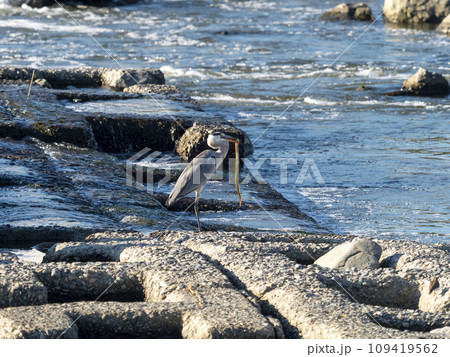 鰻を捕まえた大和川のアオサギ 109419562