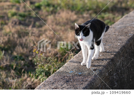 歩く猫　黒白猫 109419660