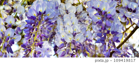 Spring branch white purple and lilac flower blossom, spring came Spring branch white purple and lilac flower blossom, spring came 109419817