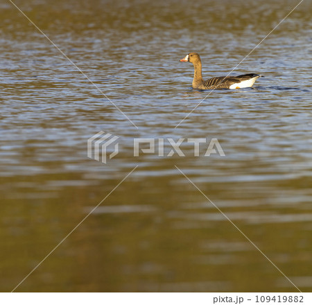 Great Goose, (Anser anser), Southern Bohemia, Czech Republic 109419882