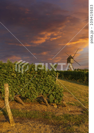 Windmill of La Tranchee and vineyard near Montsoreau, Pays de la Loire, France 109419883