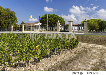 Typical vineyards near Chateau Dauzac, Margaux, Medoc, Bordeaux, Aquitaine, France 109420635