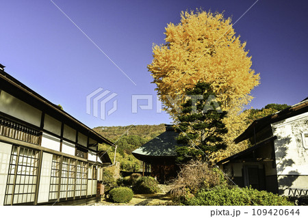 盛蓮寺の大イチョウ 盛蓮寺の大イチョウ 109420644