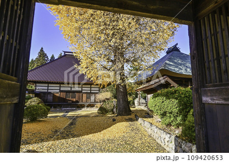 盛蓮寺の大イチョウ 盛蓮寺の大イチョウ 109420653