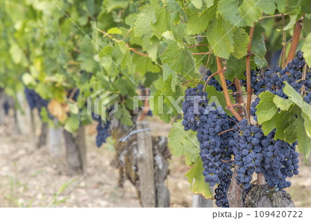 Typical vineyards near Pomerol, Aquitaine, France 109420722