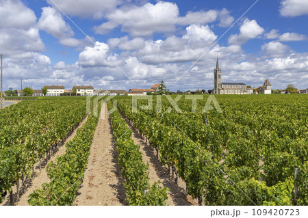Typical vineyards near Pomerol, Aquitaine, France 109420723