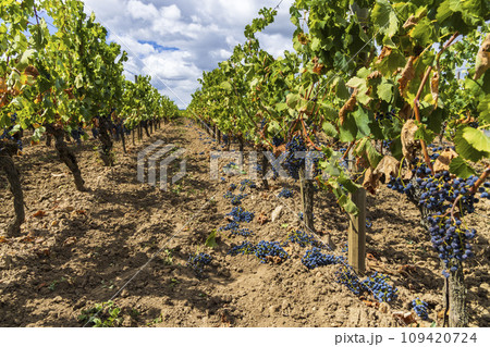 Reduction of ripening grapes to produce highest quality wines in Bordeaux, France 109420724