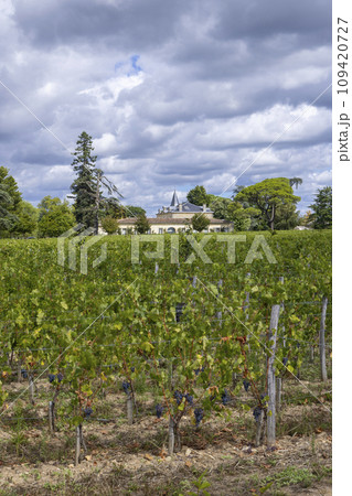 Typical vineyards (1er Grand Cru Classe A) near Chateau Cheval Blanc, Saint-Emilion, Aquitaine, France 109420727