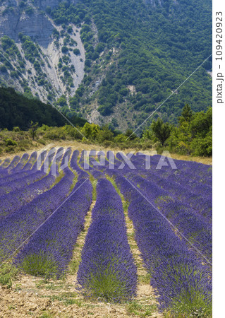 Lavender field near Montbrun les Bains and Sault, Provence, France 109420923