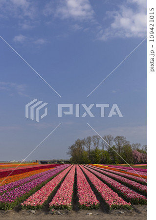 Field of tulips near Lemmer, Friesland, Netherlands Field of tulips near Lemmer, Friesland, Netherlands 109421015