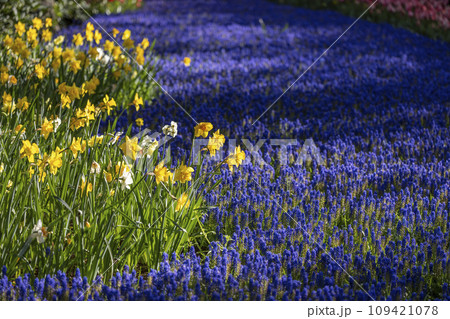 Muscari flowers (Muscari armeniacum) and Narcissus jonquilla, rush narcis in Keukenhof flower garden, Lisse, Netherlands Muscari flowers (Muscari armeniacum) and Narcissus jonquilla, rush narcis in Keukenhof flower garden, Lisse, Netherlands 109421078