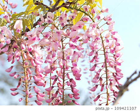 青空とピンク色の藤の花 青空とピンク色の藤の花 109421107