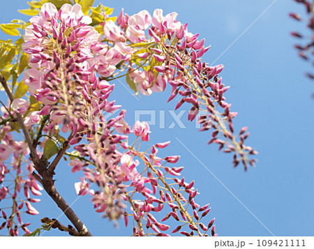 青空とピンク色の藤の花 青空とピンク色の藤の花 109421111