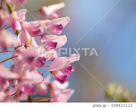 青空とピンク色の藤の花 109421112