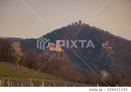 Chateau de Saint-Ulrich ruins, Chateau du Girsberg ruins and Chateau du Haut-Ribeaupierre near Ribeauville, Alsace, France 109421143