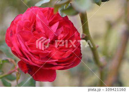 バラ（スーリール・ドゥ・モナ・リザ） 109421160