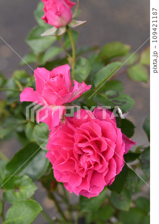 バラ（エンジェル・ローラ） 109421187