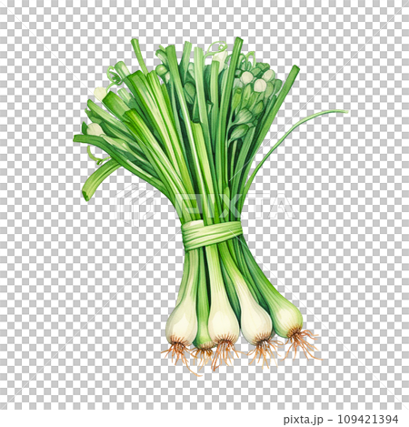 bunch of green onions realistic watercolor drawing. spices and herbs, seasonings 109421394