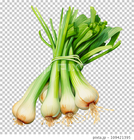 bunch of green onions realistic watercolor drawing. spices and herbs, seasonings 109421395