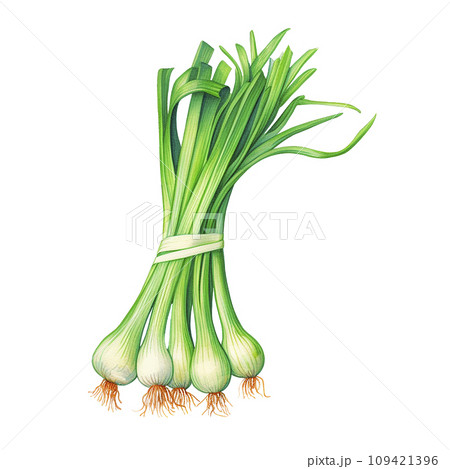bunch of green onions realistic watercolor drawing. spices and herbs, seasonings 109421396