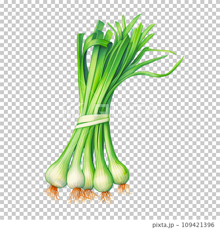 bunch of green onions realistic watercolor drawing. spices and herbs, seasonings bunch of green onions realistic watercolor drawing. spices and herbs, seasonings 109421396