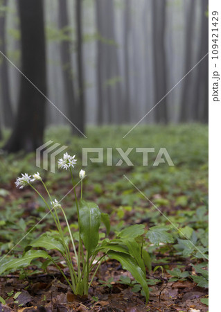 bears garlic, spring beech forest in White Carpathians, Southern Moravia, Czech Republic 109421429