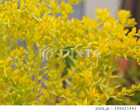 満開のセダムの花 109421442
