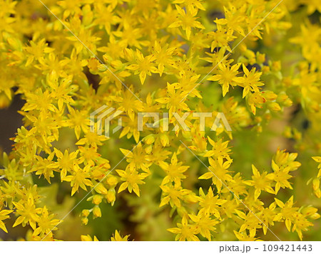 満開のセダムの花 109421443