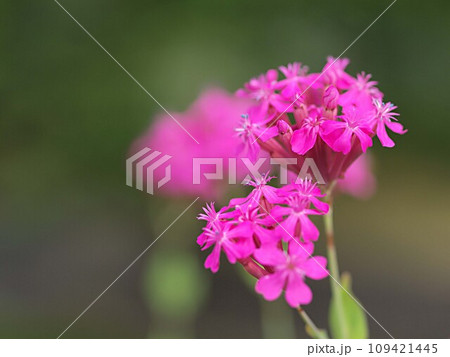 フクロナデシコの花のアップ フクロナデシコの花のアップ 109421445