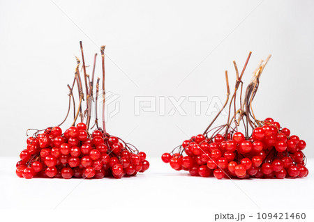 Bunches of viburnum berries on a white background isolate. 109421460