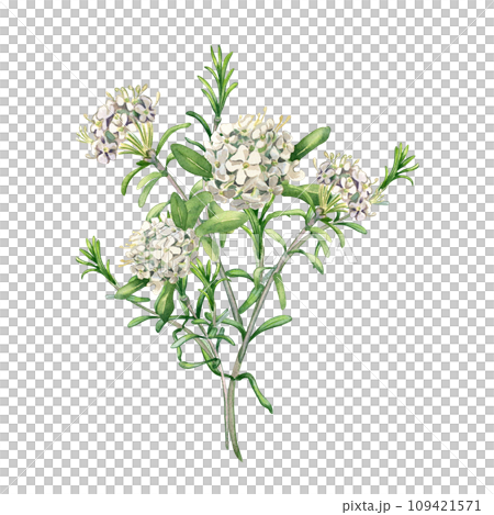 Watercolor illustration bunch of labrador tea flowers isolated on white background. Painted floral sprig of wild rosemary in gentle colors. Wedding elements with light flowers. Design for Easter card Watercolor illustration bunch of labrador tea flowers isolated on white background. Painted floral sprig of wild rosemary in gentle colors. Wedding elements with light flowers. Design for Easter card 109421571
