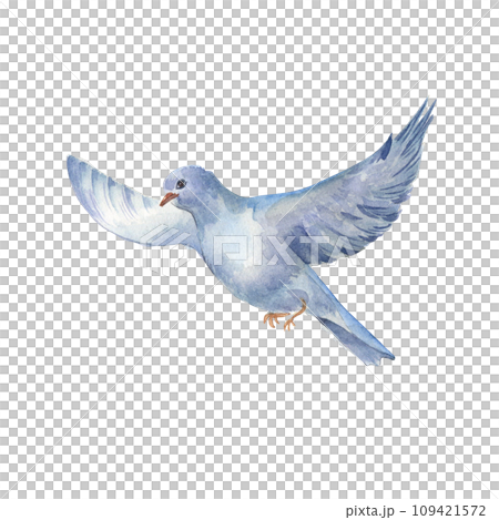 Watercolor illustration of a flying bird with spread wings isolated on white background. Hand drawn magpie sandpipe in pastel colors. Painted pegion bird. Design element for card, spring composition 109421572