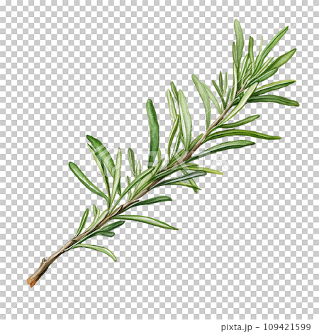 sprig of rosemary realistic watercolor drawing. spices and herbs, seasonings sprig of rosemary realistic watercolor drawing. spices and herbs, seasonings 109421599