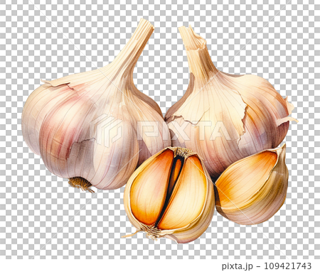 garlic realistic watercolor drawing. spices and seasonings, food ingredients 109421743