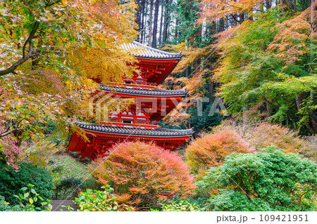 【京都府】木津川市 岩船寺 (2023/11/29 撮影) 【京都府】木津川市 岩船寺 (2023/11/29 撮影) 109421951