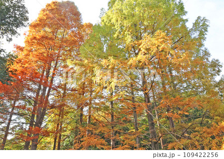 江汐公園の紅葉 江汐公園の紅葉 109422256