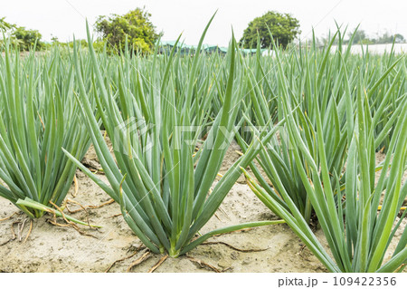 A large area of green onion growing on farmland in Yunlin, Taiwan. 109422356