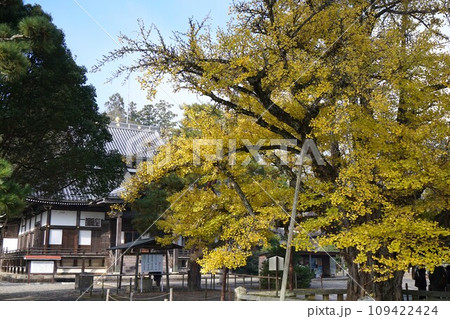 岡山県 久米南町指定天然記念物：誕生寺の大イチョウ 109422424
