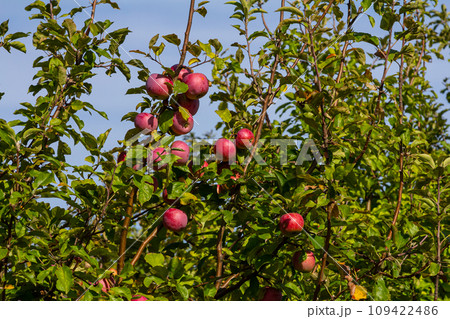 Harvesting. Closeup of ripe sweet apples on tree branches in green foliage of summer orchard Harvesting. Closeup of ripe sweet apples on tree branches in green foliage of summer orchard 109422486