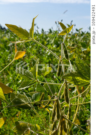 Soybean pods, close up. Agricultural soy plantation on the sunny field bokeh background. Soy bean plant in sunny field 109422491