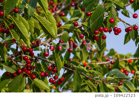 Branch of ripe red cherries on a tree in a garden 109422523