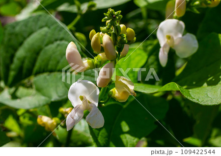Plants of the kidney bean with flowers and young ripening pods on a plantation, view from the bottom Plants of the kidney bean with flowers and young ripening pods on a plantation, view from the bottom 109422544
