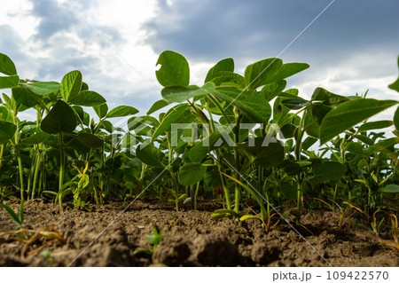 Spring soybean seedlings on a farm field 109422570
