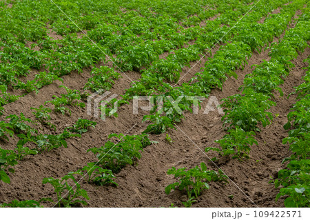 Potato field with green shoots of potatoes 109422571
