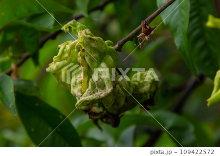 Peach leaf curl. Fungal disease of peaches tree. Taphrina deformans. Peach tree fungus disease. Selective focus. Topic - diseases and pests of fruit trees, pest control. Square 109422572