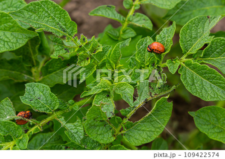 The Colorado potato red striped beetle Leptinotarsa decemlineata is a serious pest of potatoes The Colorado potato red striped beetle Leptinotarsa decemlineata is a serious pest of potatoes 109422574