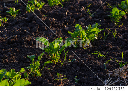 field of young green sugar beet 109422582
