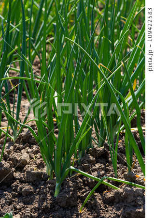 green onions growing in the garden 109422583