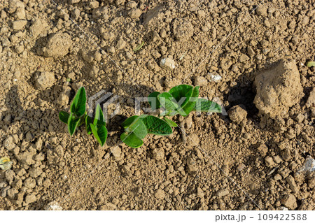 A tender sprout of a soybean agricultural plant in a field grows in a row with other sprouts. Selective focus. 109422588